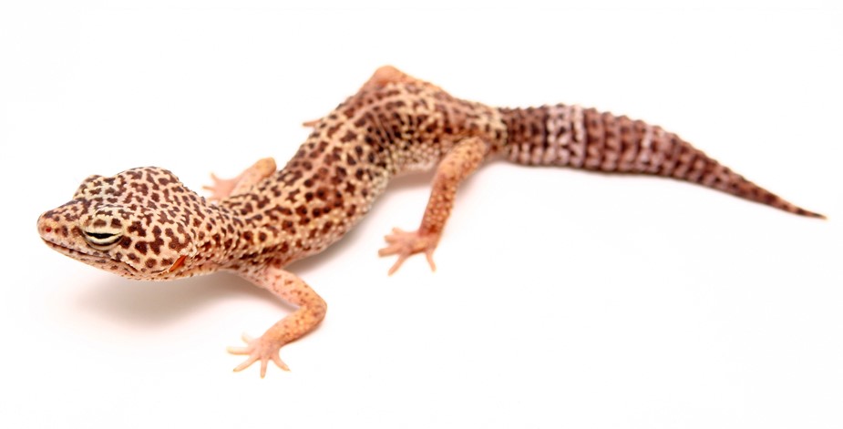 Leopard Gecko