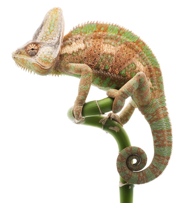 Chameleon